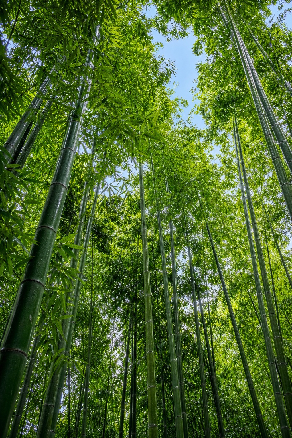 Tall green bamboo stalks rising into a bright canopy viewed from below.