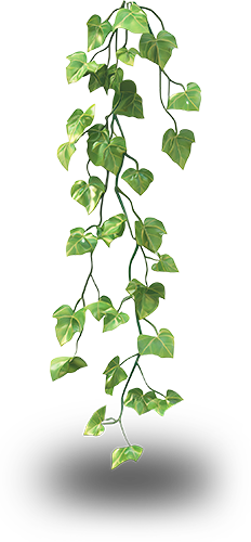 Preview for Trailing-ivy-plant-image-flora-sticker-27395