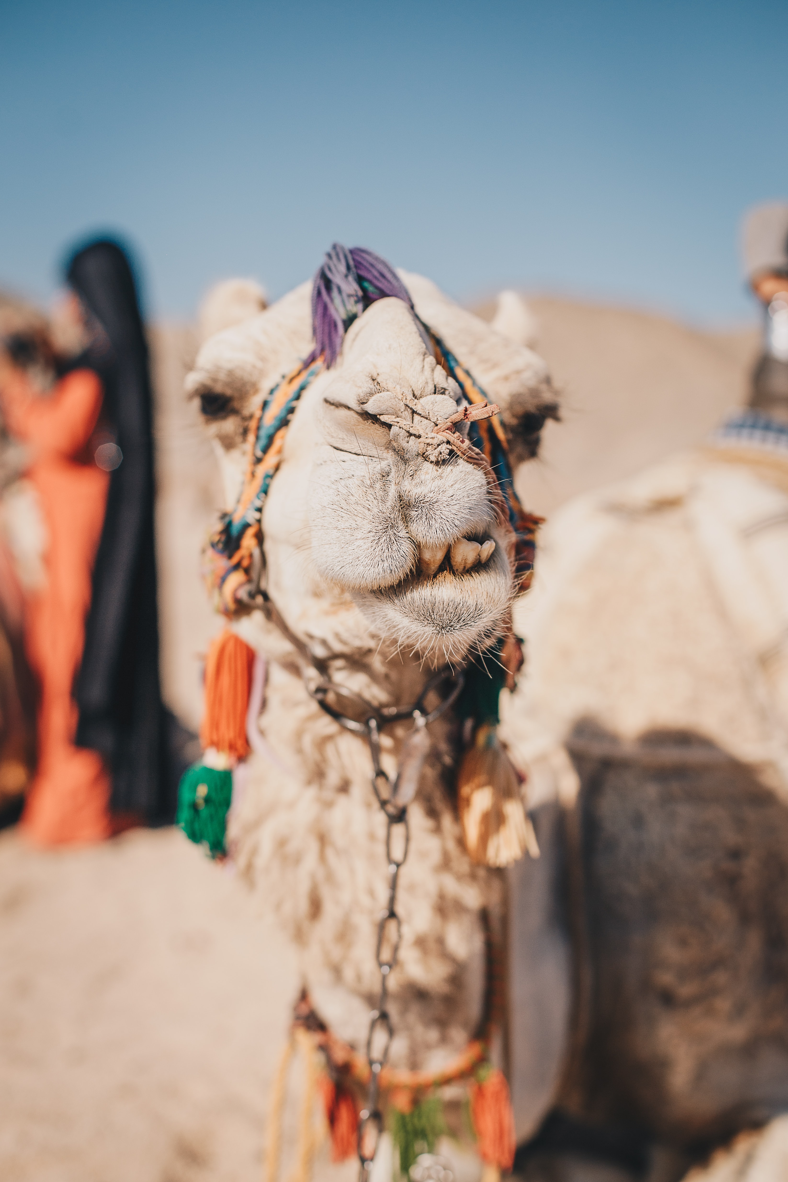 Preview for Desert-camel-portrait-figurine-background-1becf