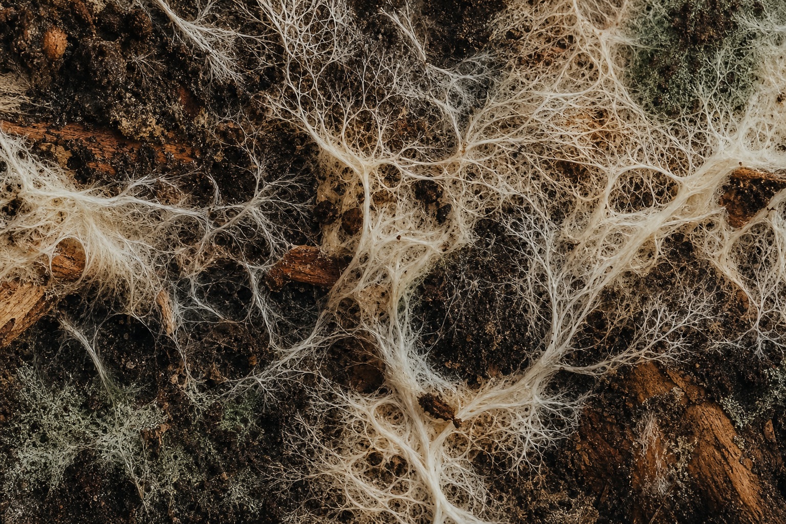 Abstract organic network of pale branching mycelium-like lines on a dark background