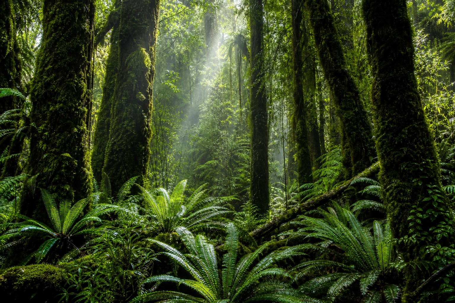 Preview for Forest Canopy Light Stock Background