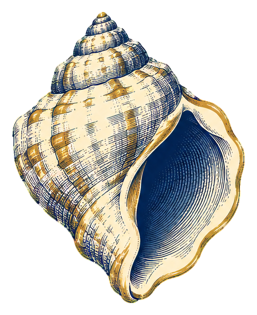 Preview for Engraved Nautical Objects Conch