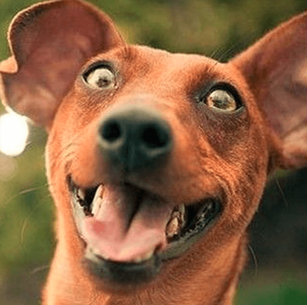 Preview for Happy-brown-dog-face-dog-meme-background-04fca