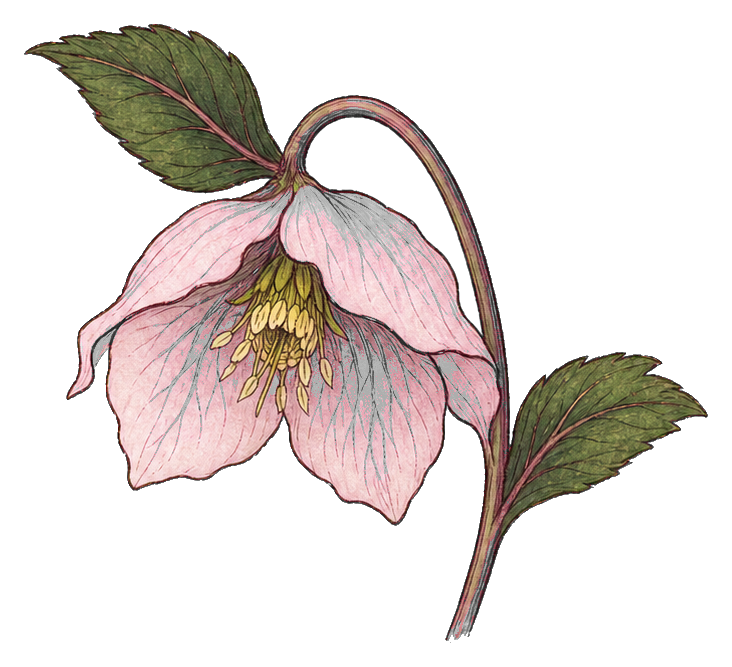 Pink blush hellebore flower with green leaves and hanging stem