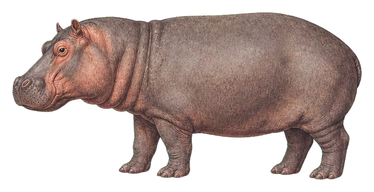 Preview for Common Hippopotamus Vintage Sticker