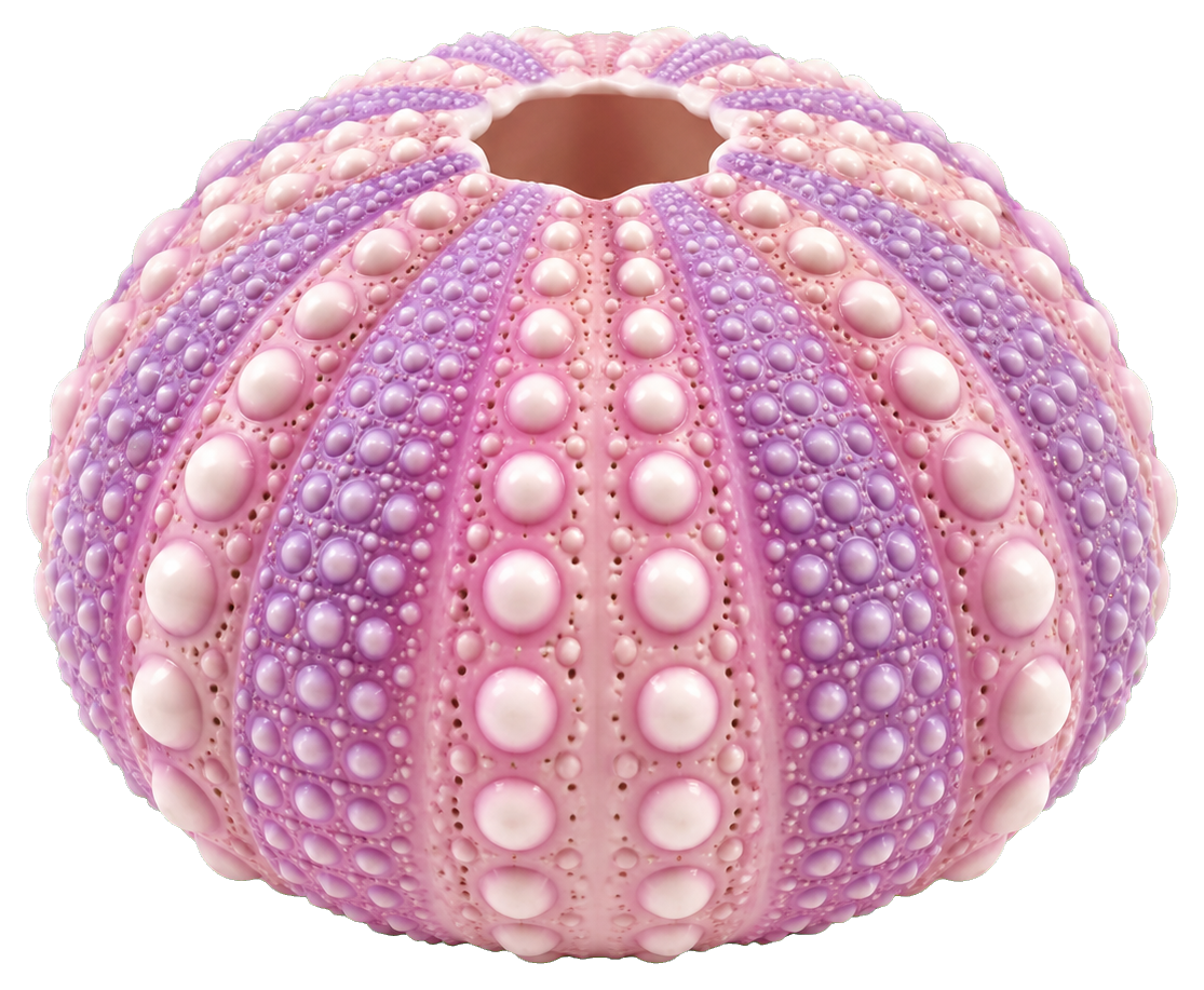 Preview for Urchin Shell Sticker