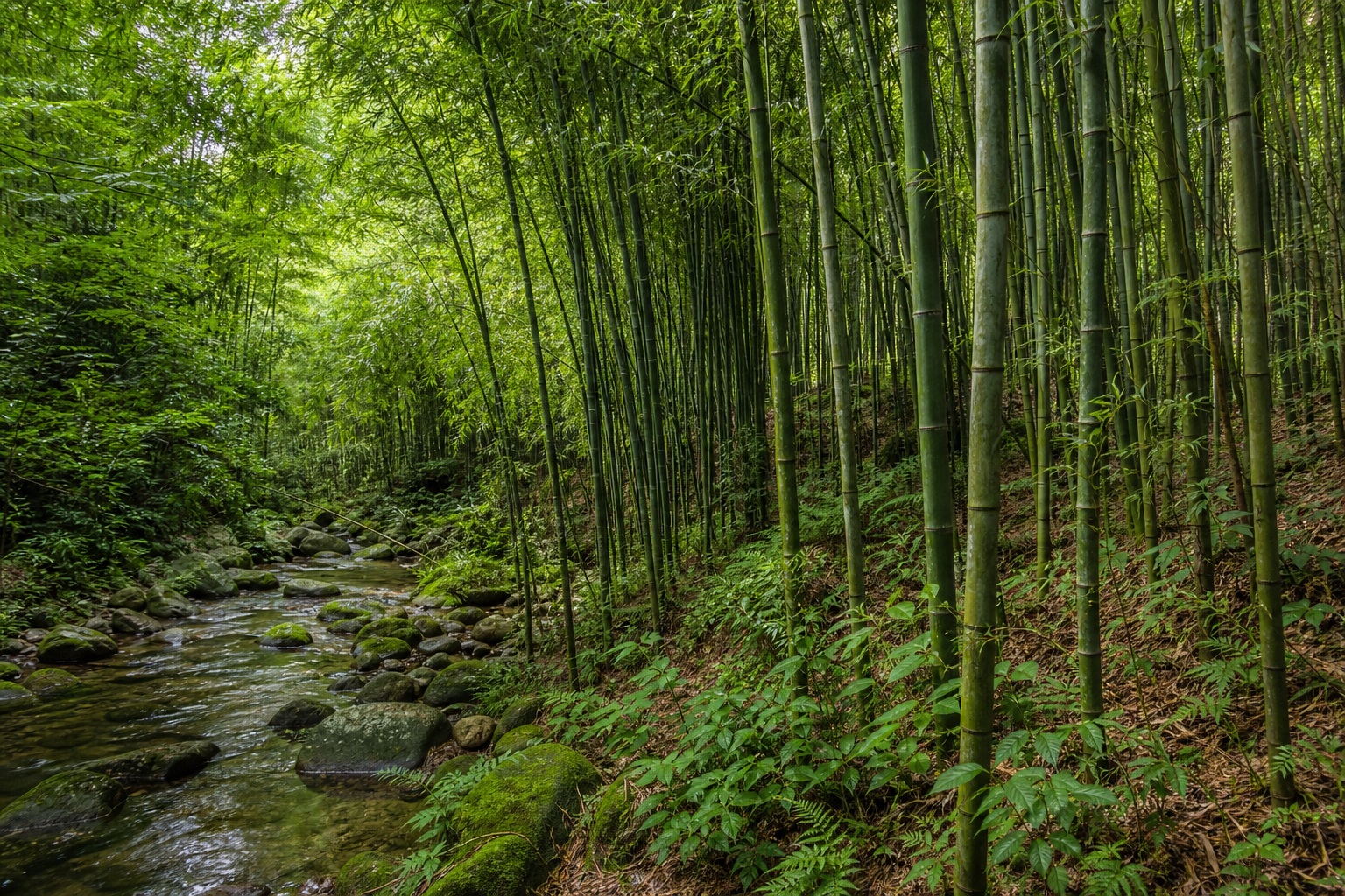 Preview for Bamboo Forest Background Stock Image