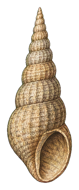 Preview for Gastropod Shell Sticker