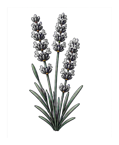 Lavender sprig with purple flower spikes and long green leaves