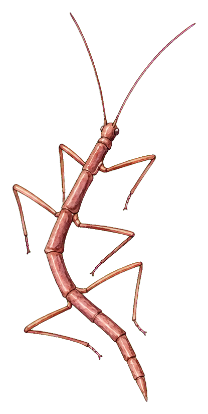 Preview for Cinnamon Walking Stick Sticker