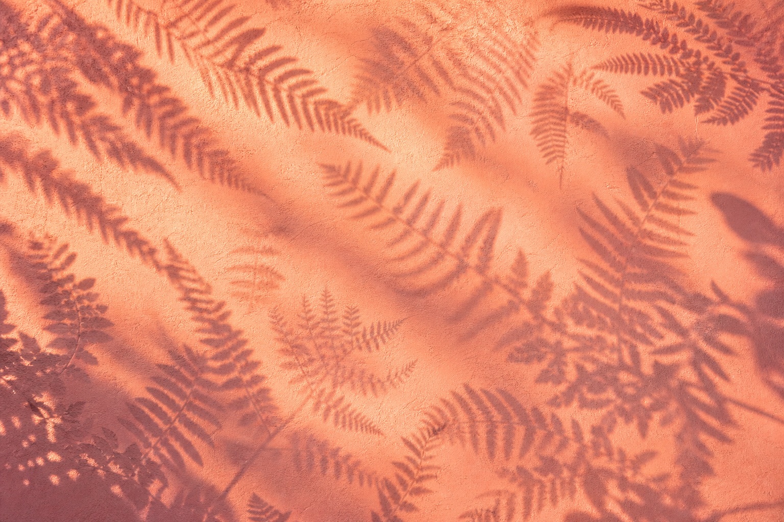 Preview for Peach Coral Fern Shadow Background