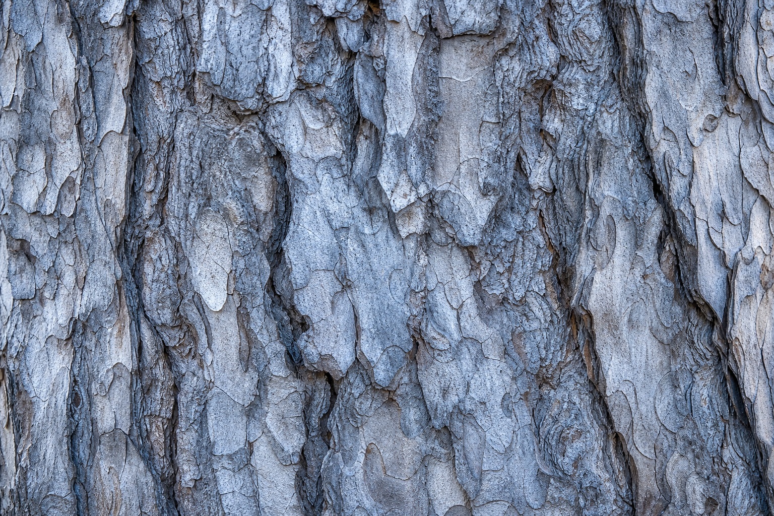 Preview for Cool Silver Pine Bark Texture Background