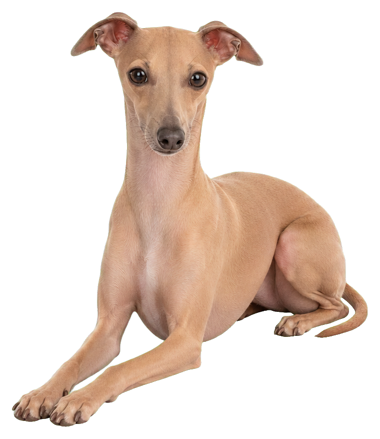 Realistic fawn Italian Greyhound lying down with ears folded back