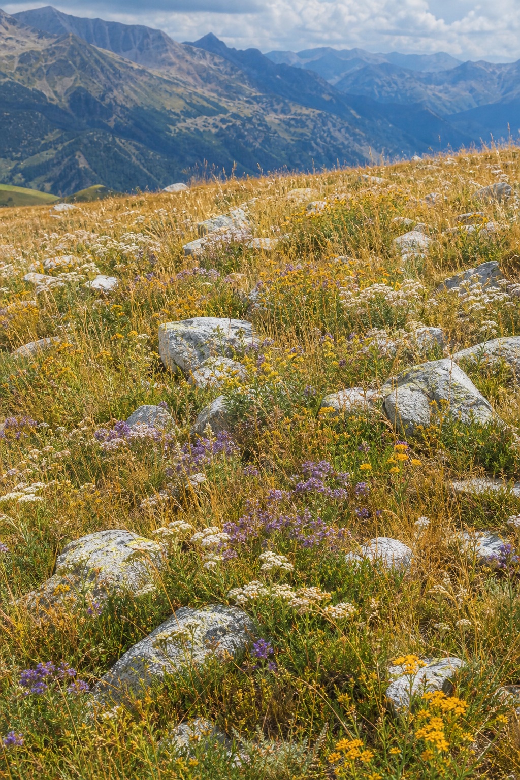 Preview for Late Summer Alpine Meadow Stock Background