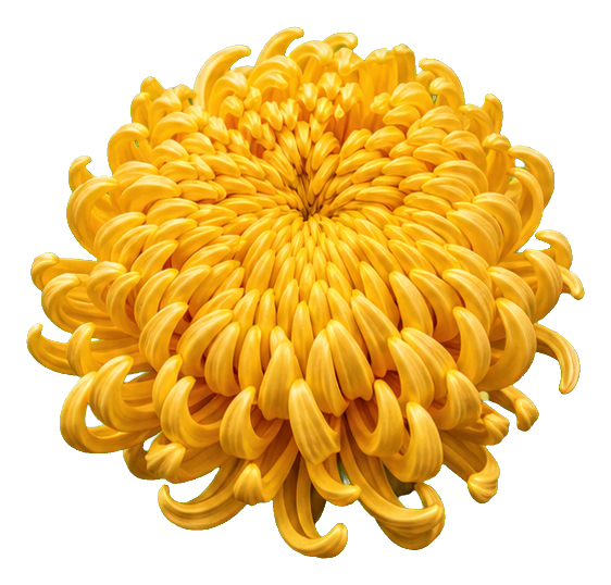 Preview for Gold Chrysanthemum Sticker