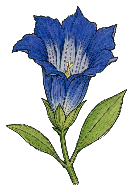 Preview for Navy Gentian Flower Sticker