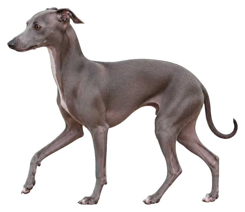 Preview for Italian Greyhound Trotting Sticker