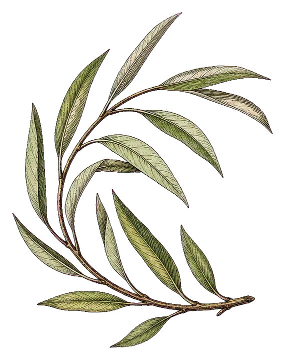 Preview for Willow Branch Botanical Sticker