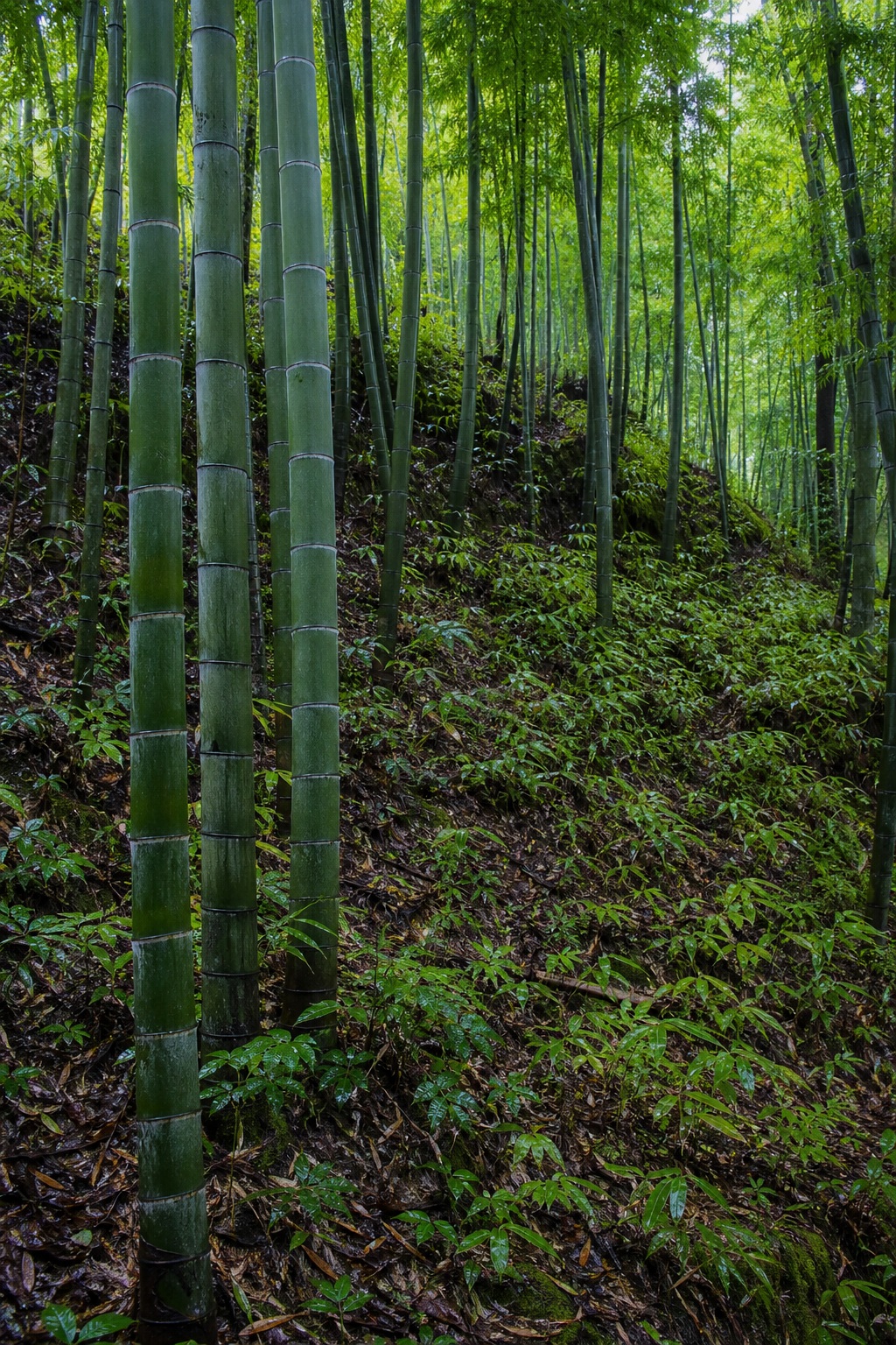 Tall bamboo stalks growing on a lush hillside with dense green forest ground cover