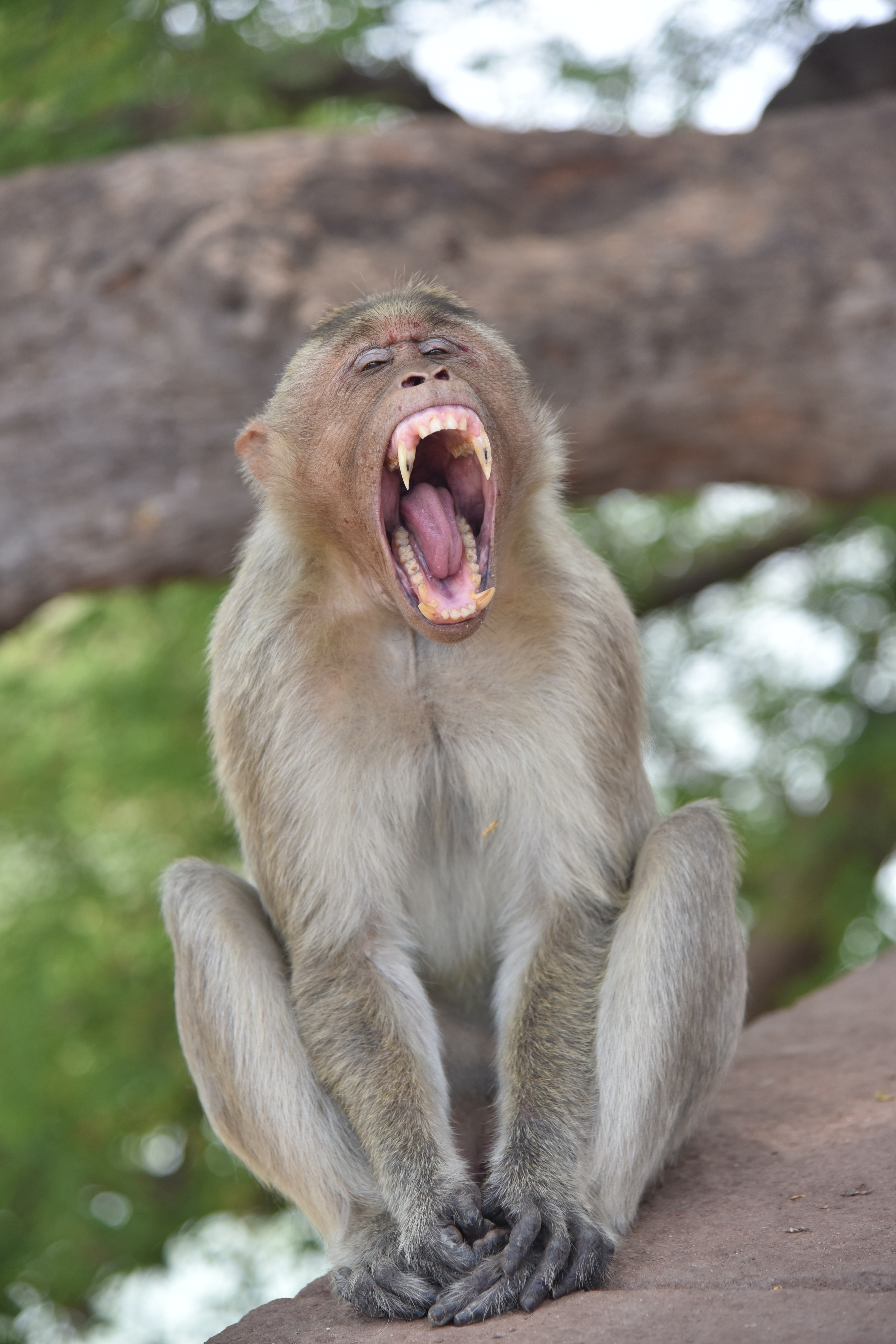 Preview for Yawning-monkey-on-rock-animal-meme-background-354f6