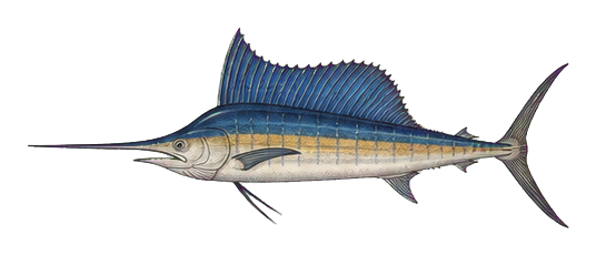 Preview for Blue Marlin Vintage Marine Life Sticker