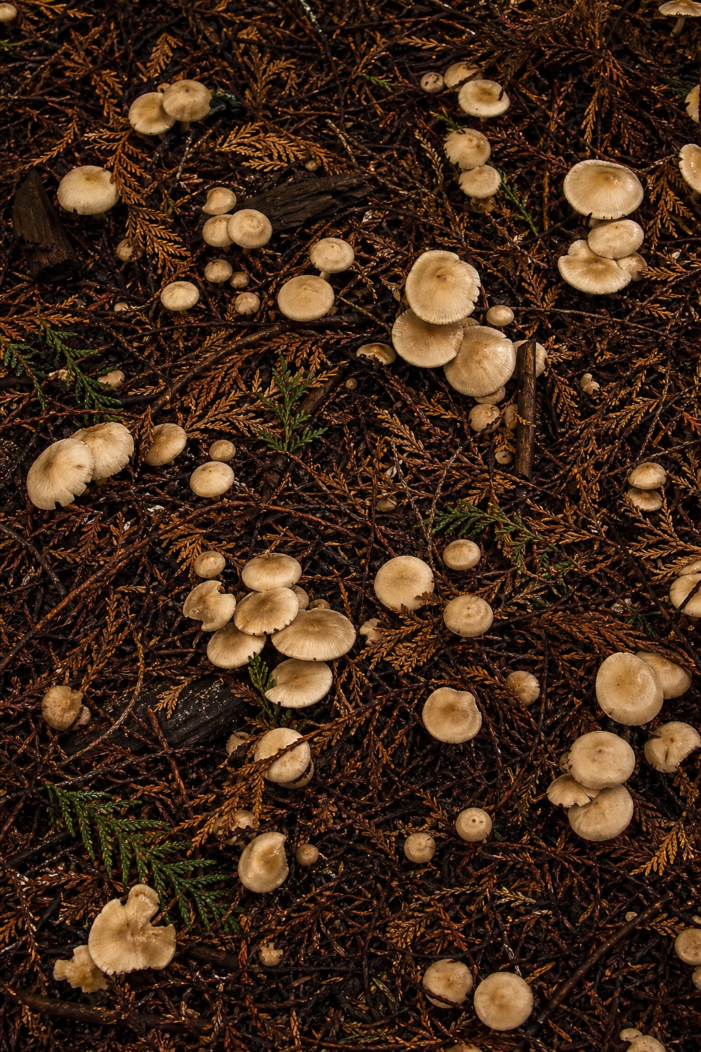 Preview for Mushroom Forest Floor Stock Background
