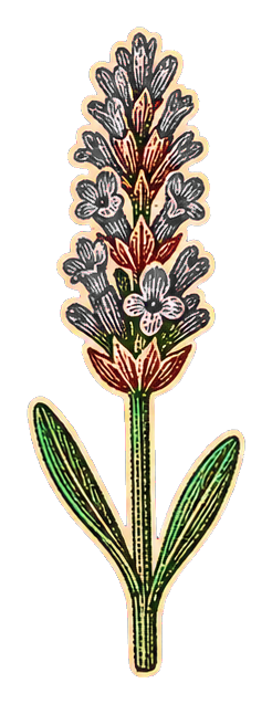 Layered paper-cut lavender stem with purple flowers and green leaves on a transparent background.