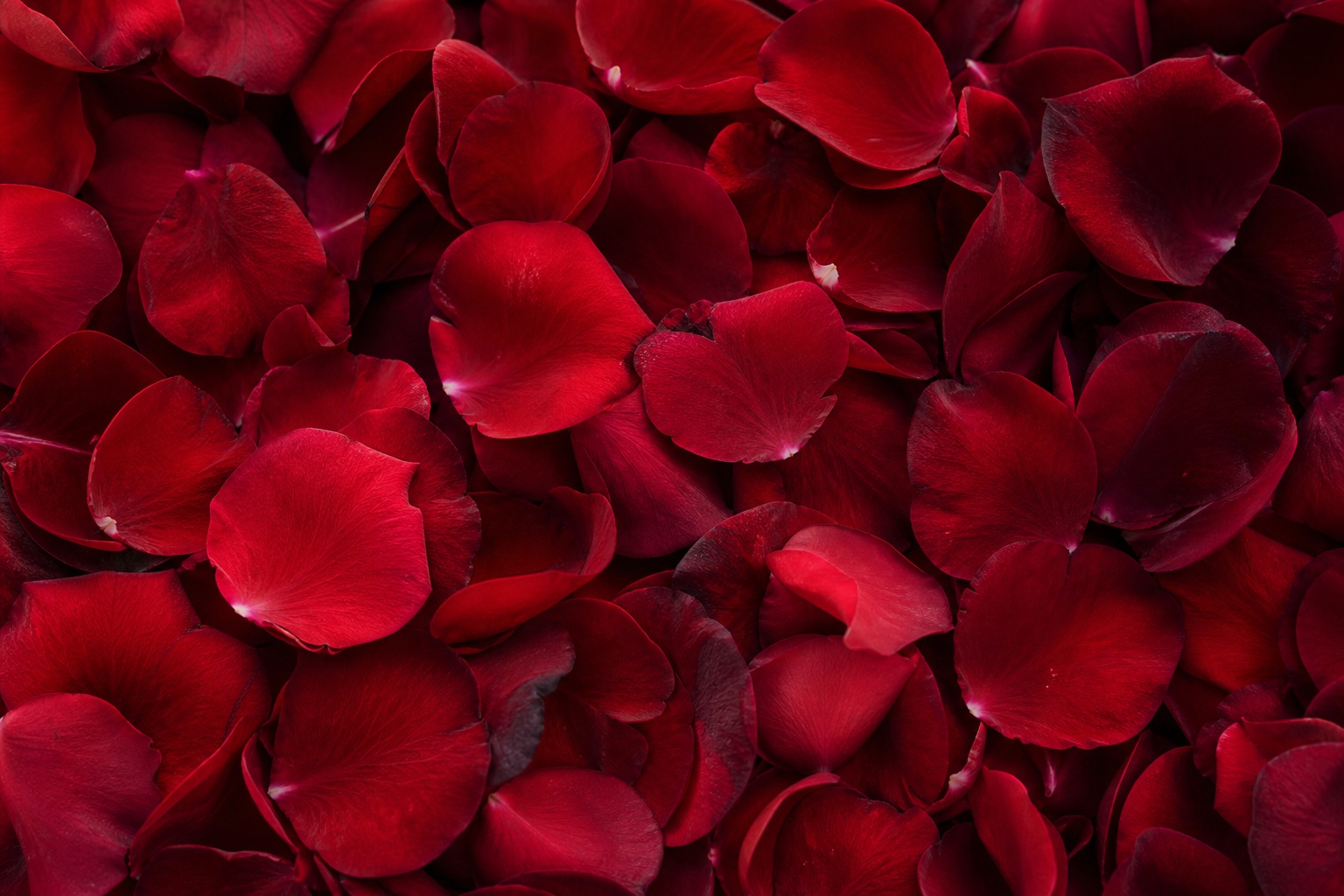 Preview for Classic Red Rose Petals Background
