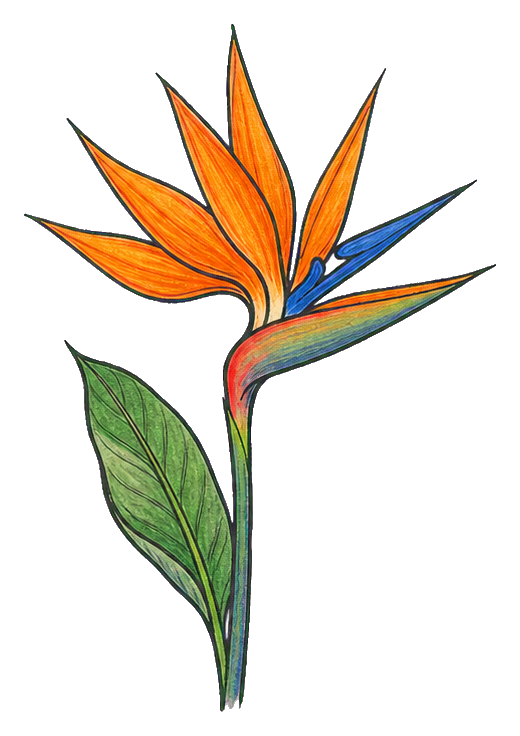 Orange bird of paradise flower with orange petals and a green leaf