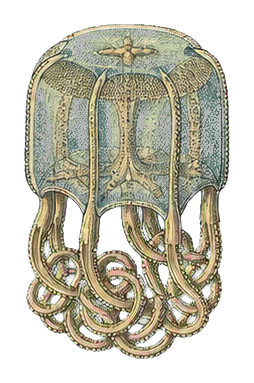 Preview for Box Jellyfish Vintage Sticker