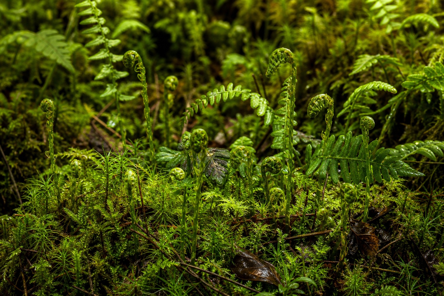 Preview for Young Fern Fronds Moss Background