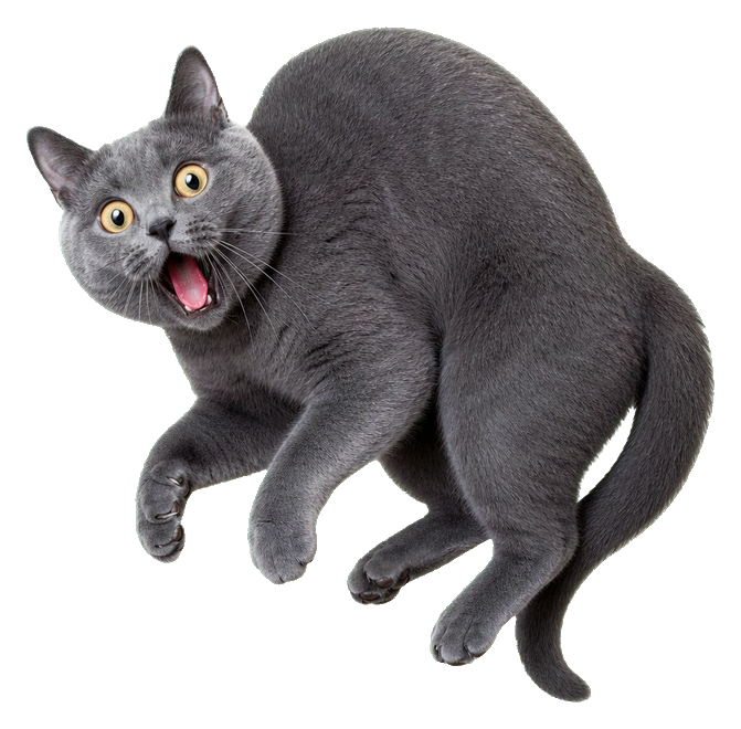Preview for Startled Gray Cat Jump Sticker