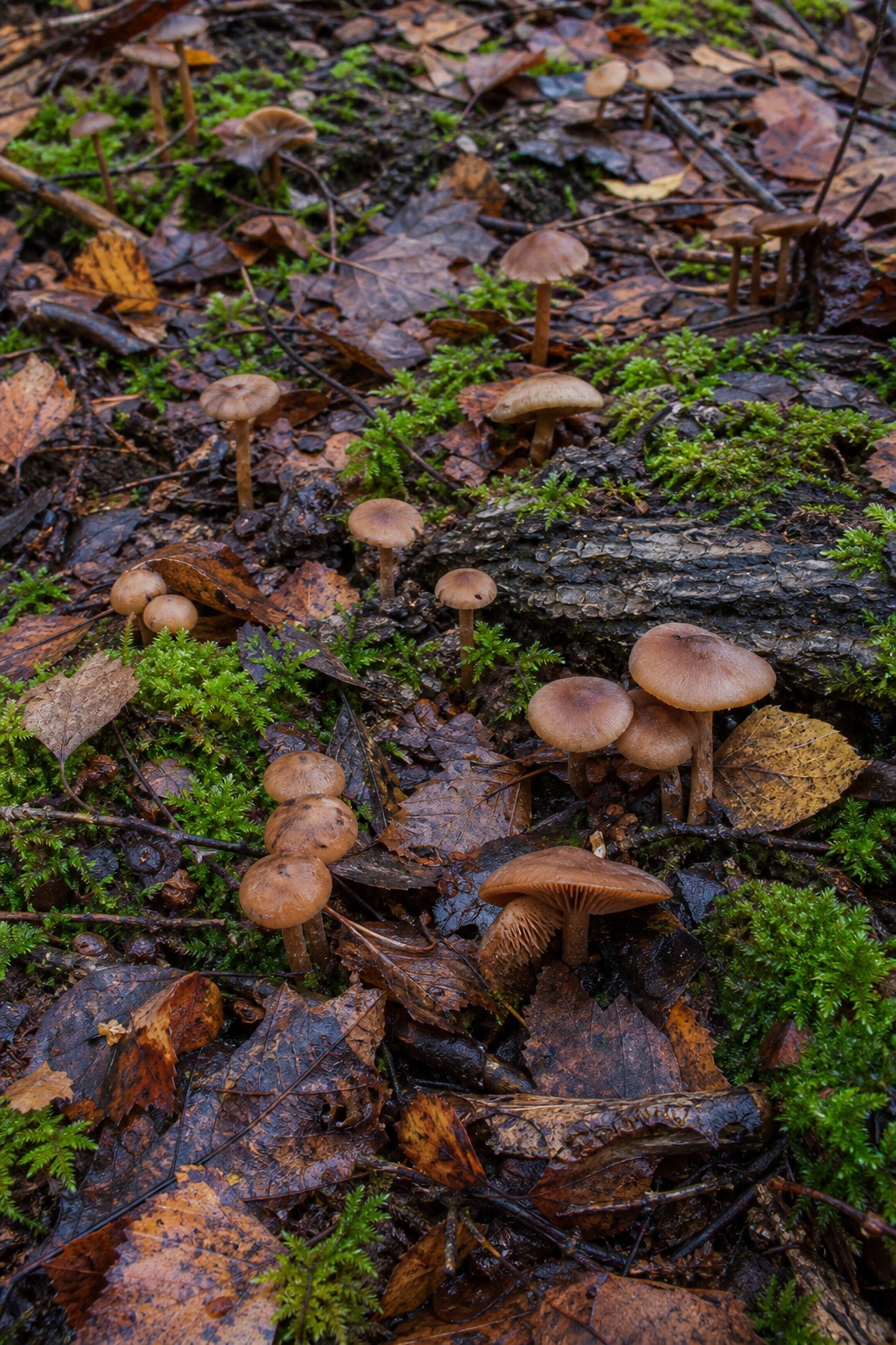 Dispersed brown mushrooms growing on a mossy forest floor with leaves and bark