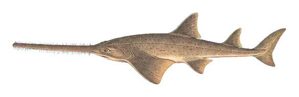 Preview for Sawfish Vintage Marine Life Sticker
