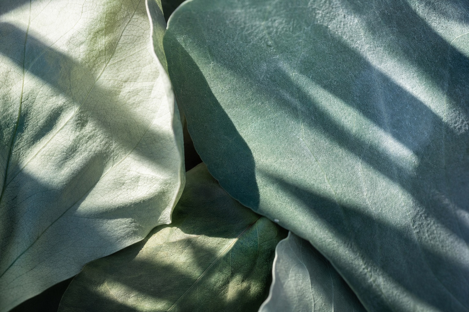 Preview for Cool Shade Leaf Shadow Background