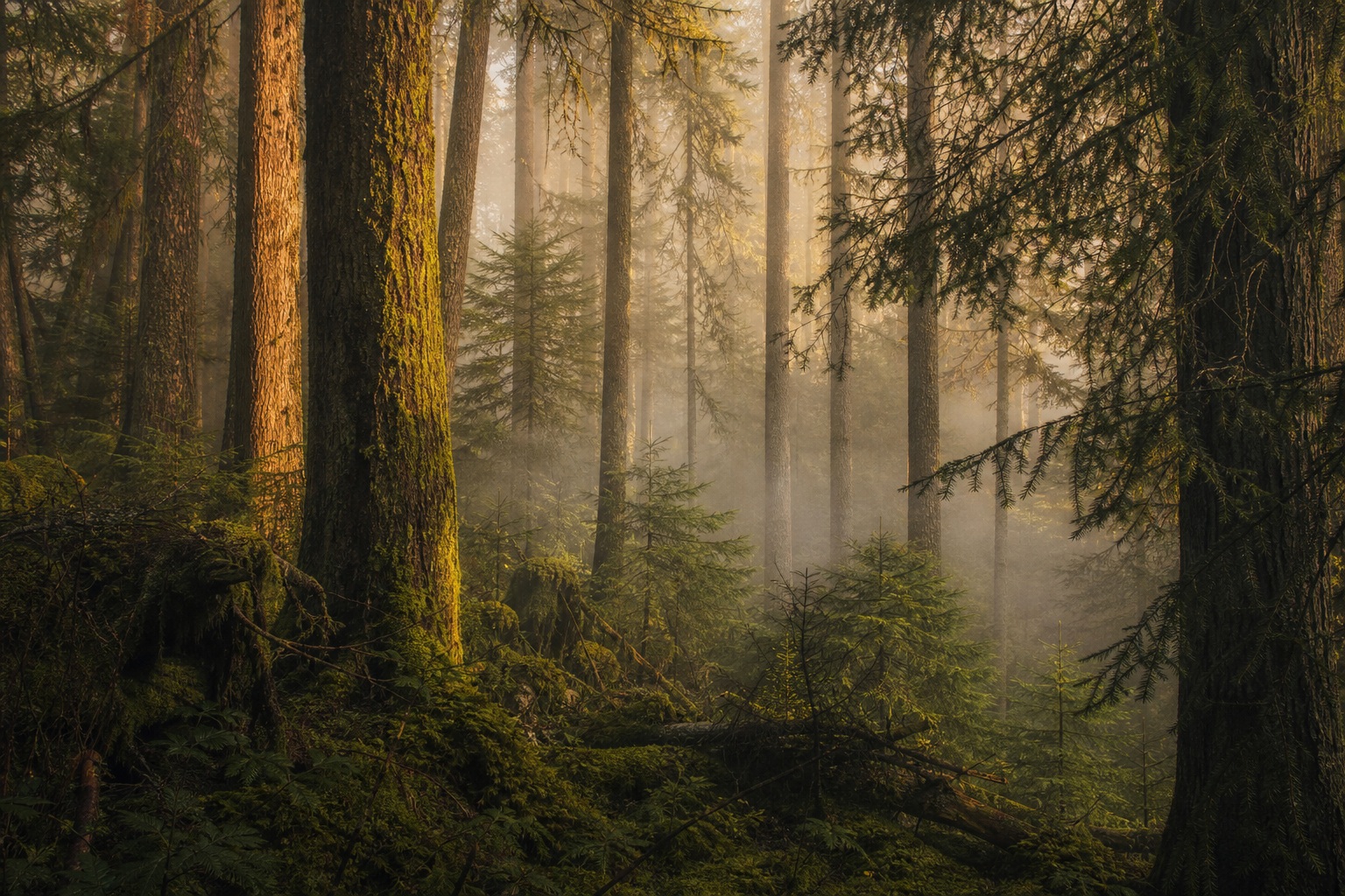 Preview for Amber Side Light Woodland Background