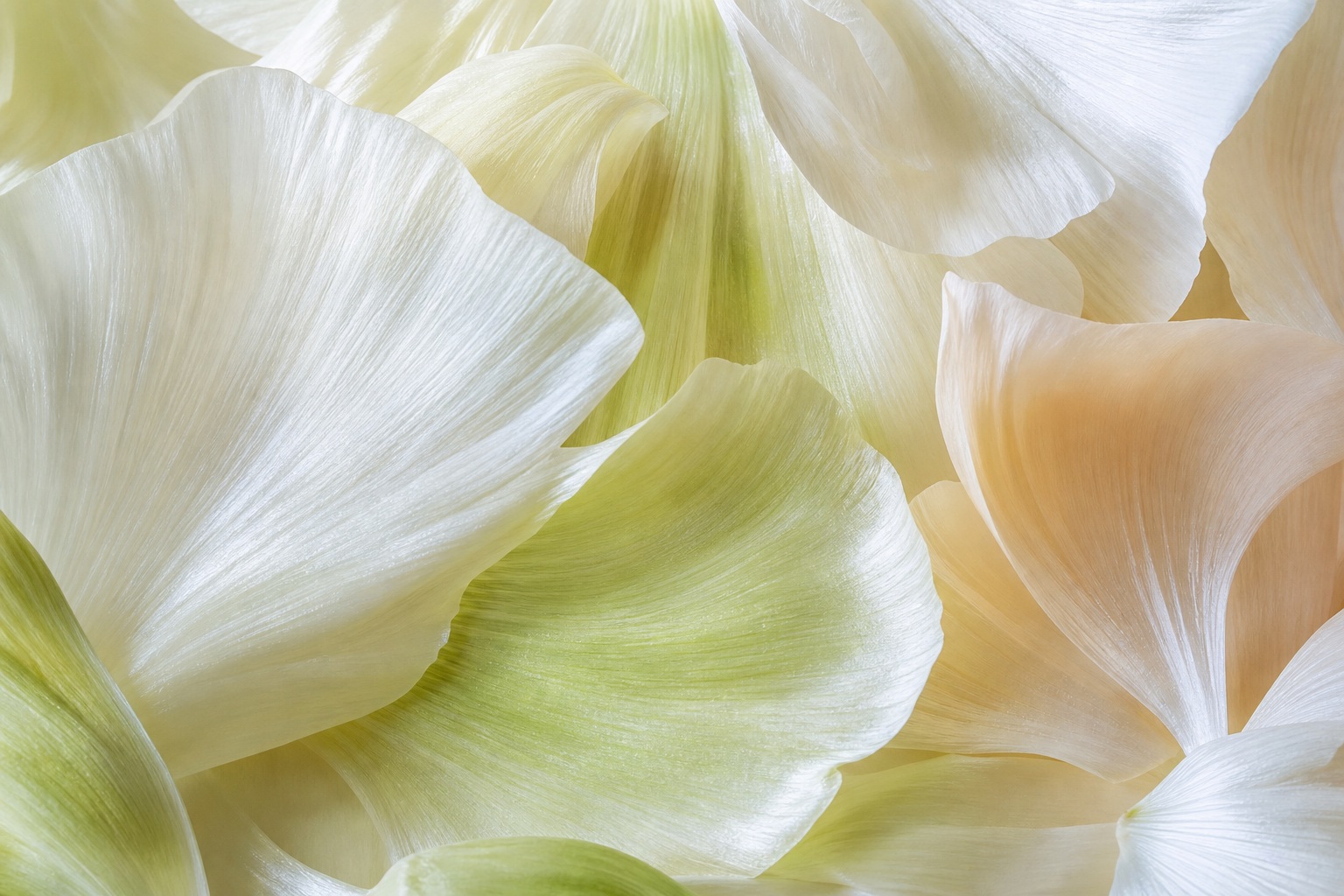 Preview for High-key Floral Petal Background