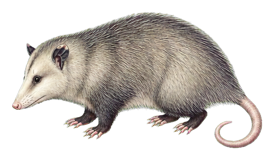 Preview for Virginia Opossum Vintage Sticker