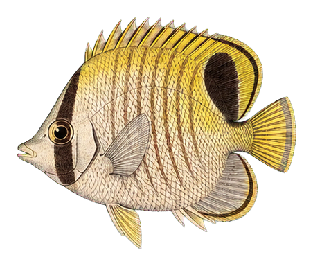 Preview for Butterflyfish Vintage Marine Life Sticker