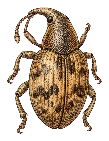 Vintage illustrated beetle with speckled brown shell and curled legs