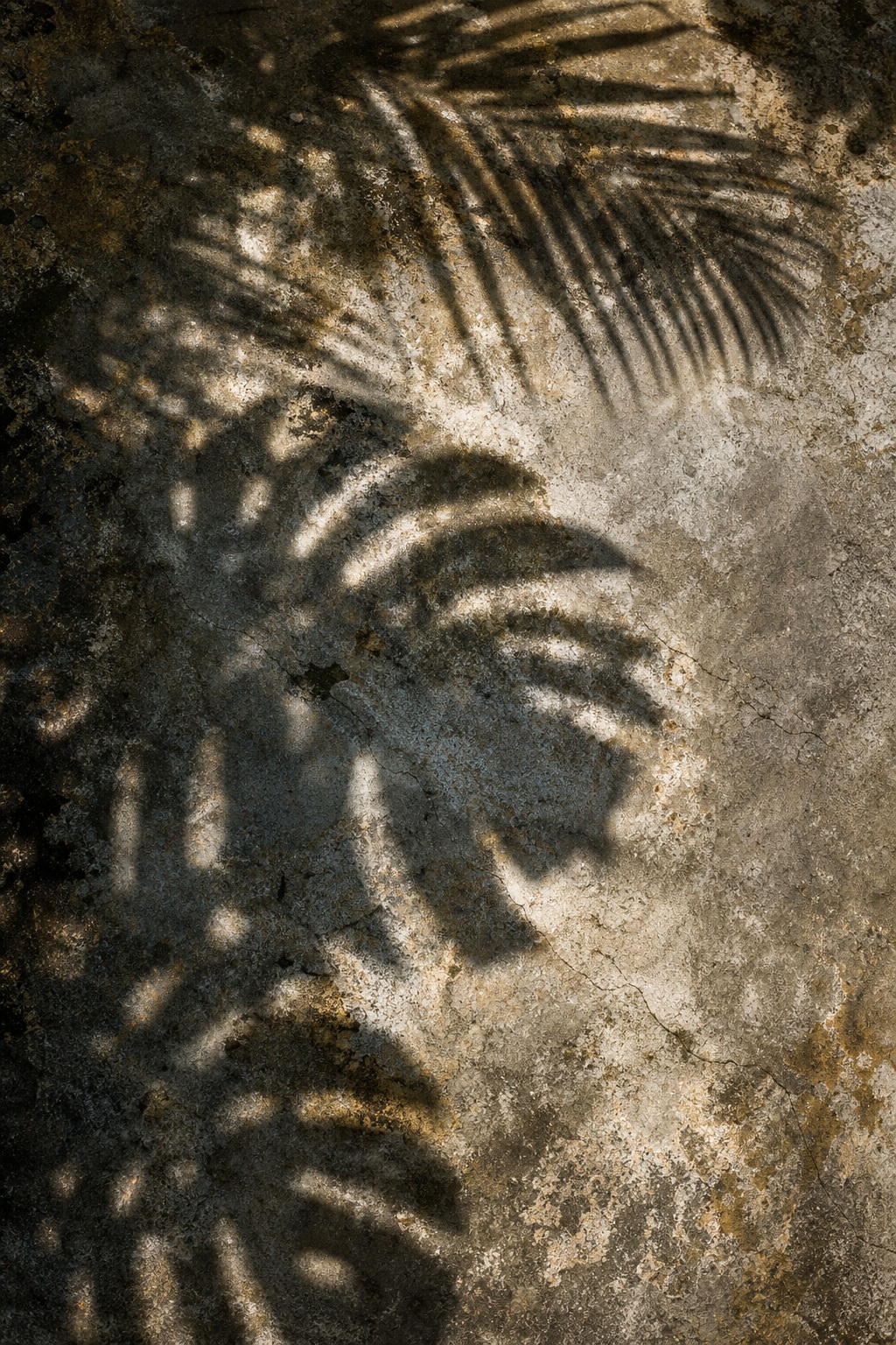 Preview for Botanical Shadow Concrete Background