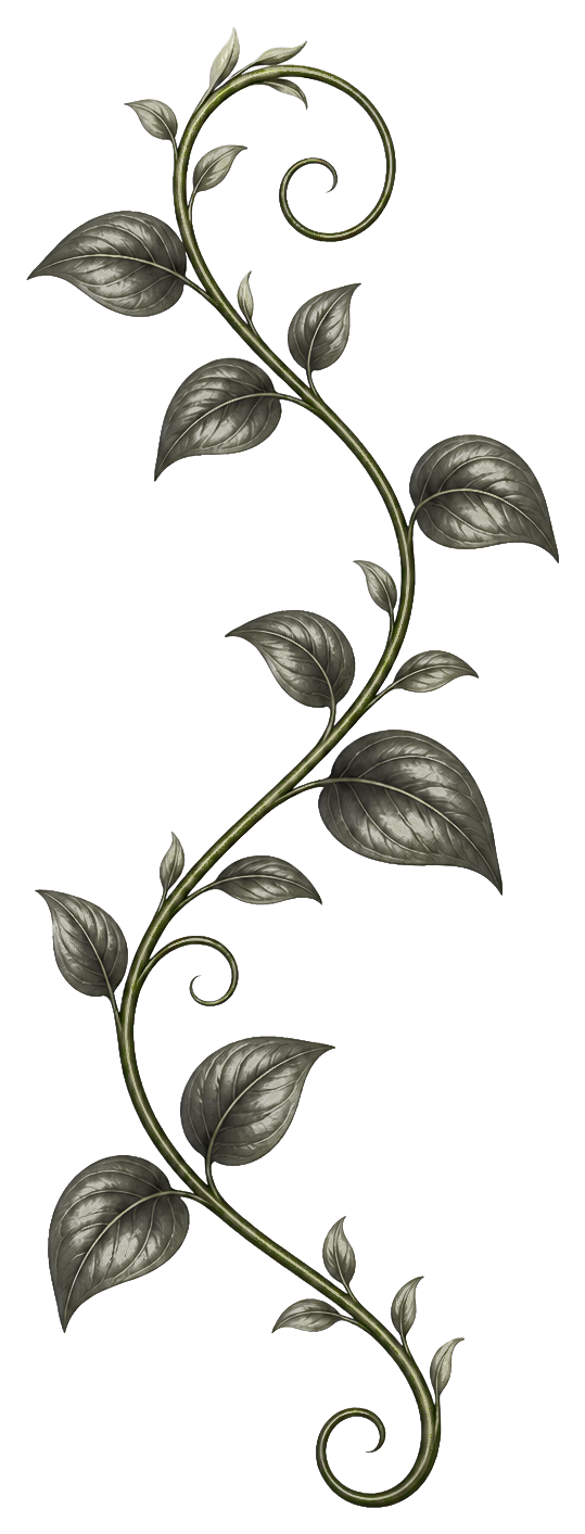 Tall curling vine with dark leaves and small spiral tendrils