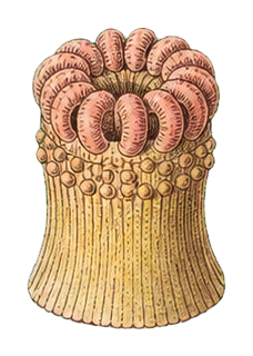 Preview for Coral Polyp Vintage Sticker