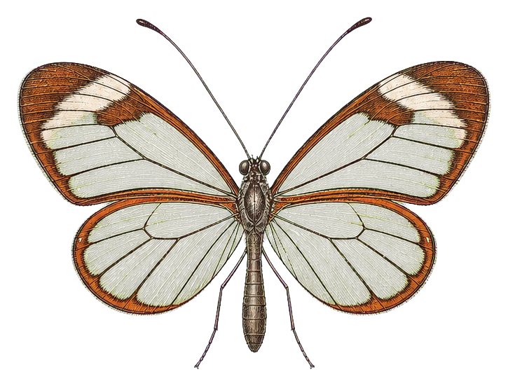 Preview for Glasswing Moth Sticker