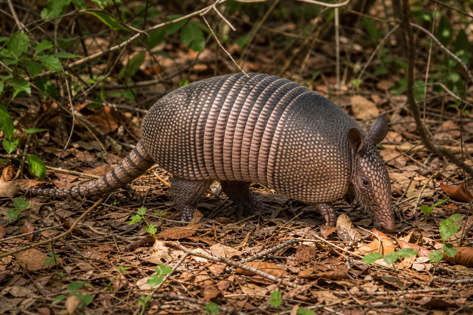 Preview for Armadillo Woodland Leaves Background