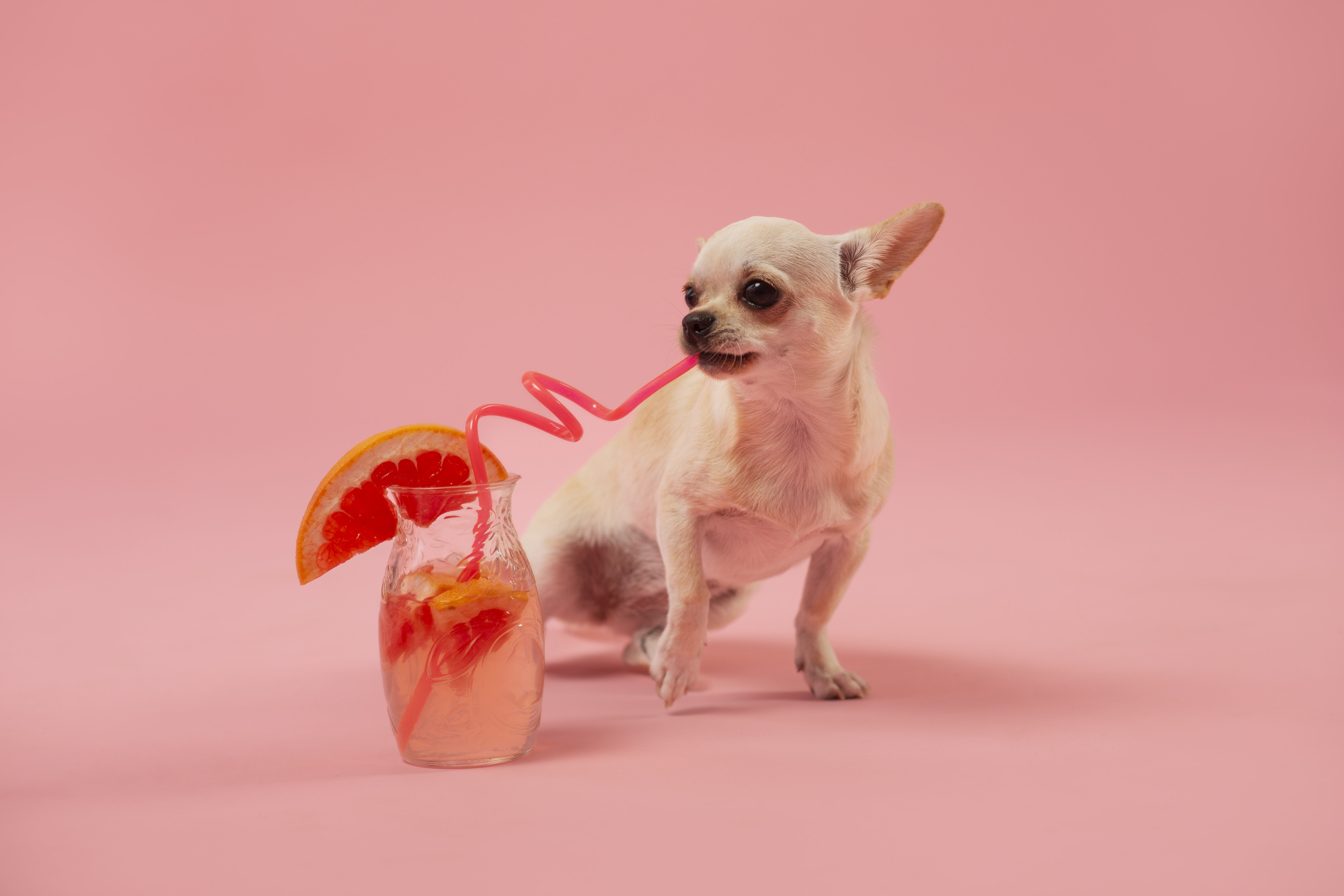Preview for Chihuahua-pink-drink-dog-meme-background-3c78f