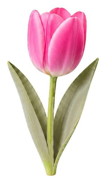 Preview for Pink Tulip Sticker