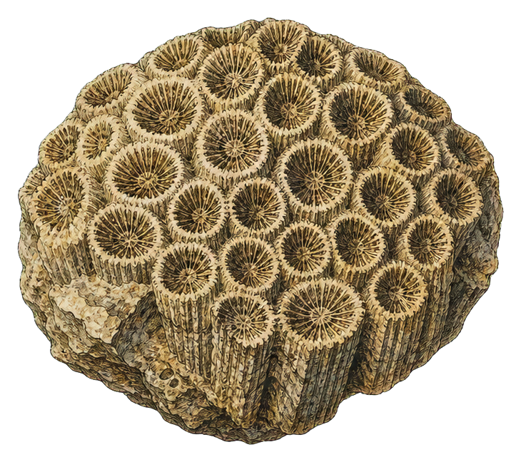 Preview for Coral Fossil Specimen Vintage Sticker