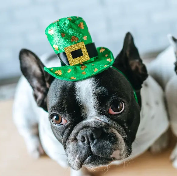 Preview for St-patricks-day-dog-background-0af63