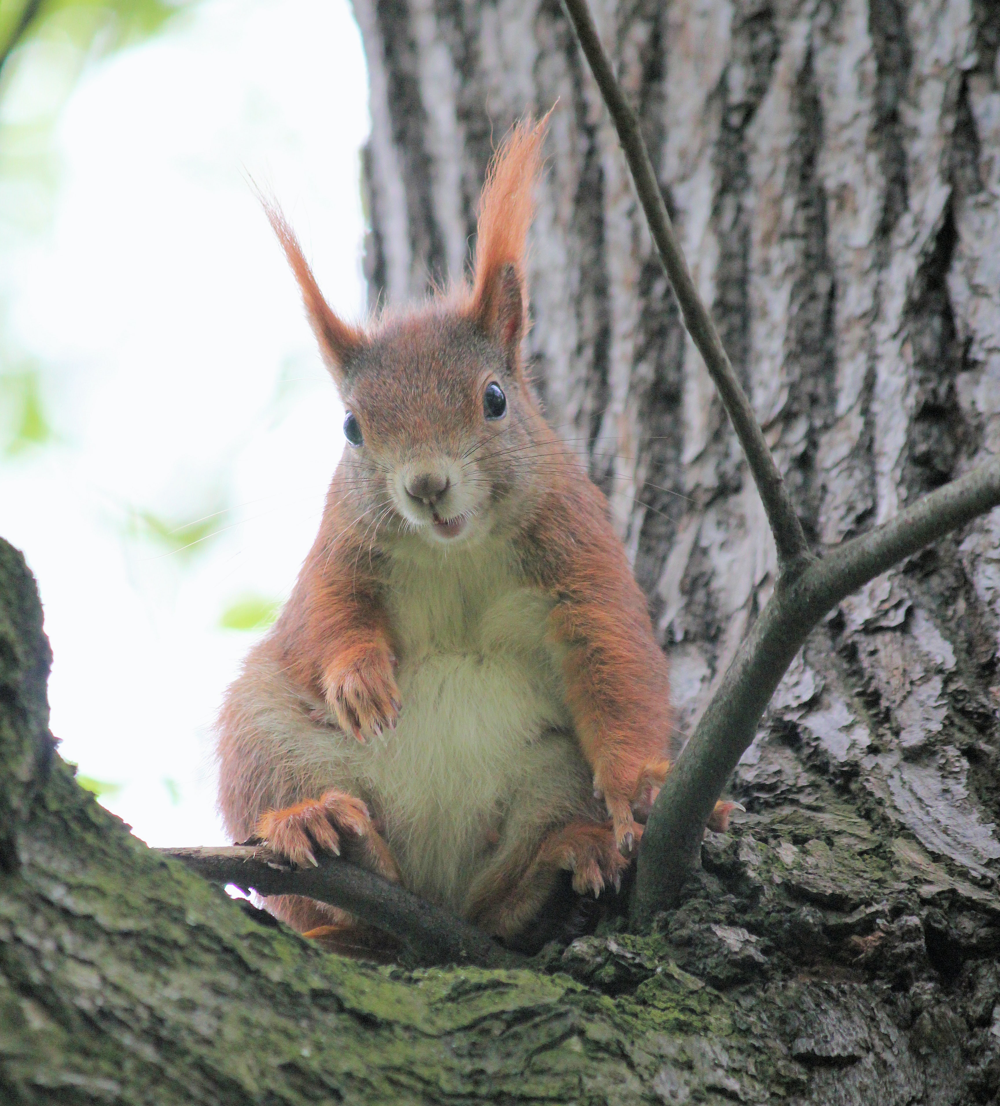 Preview for Red-squirrel-tree-branch-animal-background-26eb0